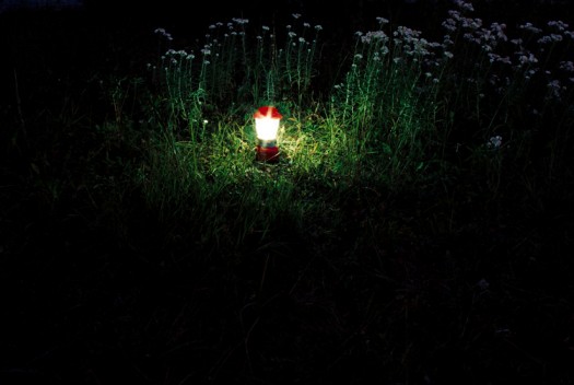 Owl - Lantern in grass
